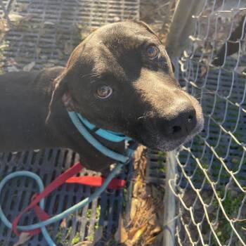 Black Labrador Retriever Dogs Available for Adoption - Nina | PetCurious