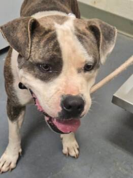 Rescue Pit Bull Terrier Dogs for Adoption in Winder, Georgia - 2025-09-054*Susane* | PetCurious