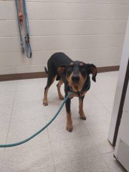 Rescue Doberman Pinscher Dogs for Adoption in Mocksville, North Carolina - Molley | PetCurious