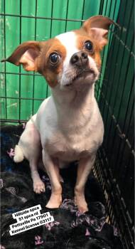 Joe -  Chihuahua Dog for Adoption in Pottsville, Pennsylvania - Joe | PetCurious