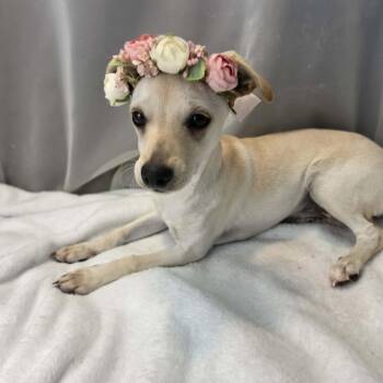 River Girl -  Chihuahua Dog for Adoption in Foley, Alabama - River Girl | PetCurious