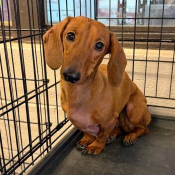 Mila -  Miniature Dachshund Dog for Adoption in New York, New York - Mila | PetCurious