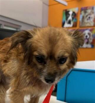 CHIPPY -  Pomeranian Dog for Adoption in Rancho Cucamonga, California - CHIPPY | PetCurious