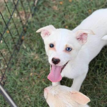 Pancake -  Corgi and Shepherd Dog for Adoption in Lutz, Florida - Pancake | PetCurious