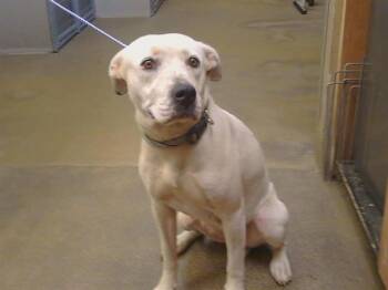 CASSIDY -  Pit Bull Terrier Dog for Adoption in Sacramento, California - CASSIDY | PetCurious