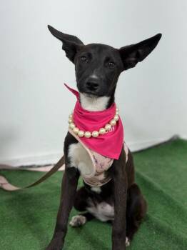 Lady-One of our Amazing Rescue Dogs -  Whippet and Belgian Shepherd Malinois Dog for Adoption in Carlsbad, California - Lady-One Of Our Amazing Rescue Dogs | PetCurious
