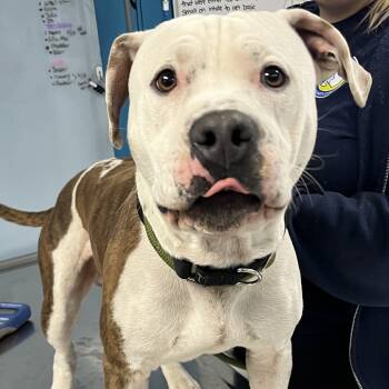 Rescue Mixed Breed Dogs for Adoption in Vineland, New Jersey - Bucko | PetCurious
