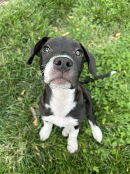 Pit Bull Terrier and Labrador Retriever Dogs Available for Adoption in Kansas City, Missouri - Poppy | PetCurious