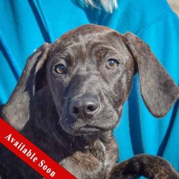 Boxer and Plott Hound Dogs Available for Adoption - Reba | PetCurious