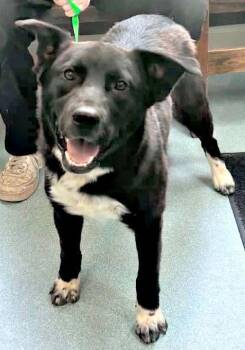 Diego -  Border Collie and Labrador Retriever Dog for Adoption in Lexington, Virginia - Diego | PetCurious