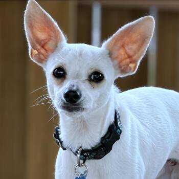 Scooter -  Chihuahua Dog for Adoption in Boerne, Texas - Scooter | PetCurious