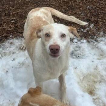 Cattle Dog Dogs Available for Adoption - Bristol | PetCurious