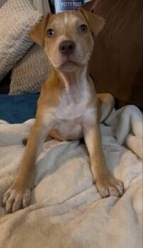 Rescue Labrador Retriever Dogs for Adoption in Colleyville, Texas - Gator | PetCurious