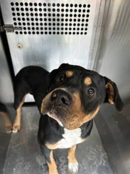 Rescue Rottweiler and Mixed Breed Dogs for Adoption in Fort Worth, Texas - Paolo | PetCurious