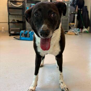 Pearl Jammie Stray Hold 7/6 -  Mixed Breed Dog for Adoption in Huntington, West Virginia - Pearl Jammie Stray Hold 7/6 | PetCurious