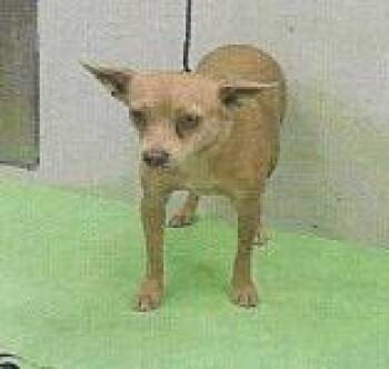 Rescue Chihuahua and Mixed Breed Dogs for Adoption in Houston, Texas - Cranberry Gingerbread | PetCurious