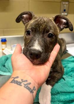 Dixie -  Plott Hound Dog for Adoption in Douglasville, Georgia - Dixie | PetCurious