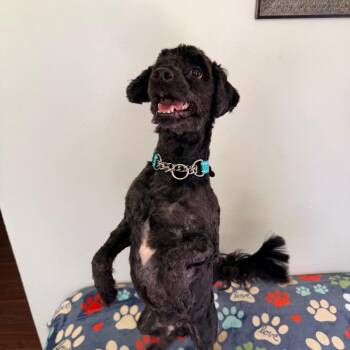 Taylor -  Cockapoo Dog for Adoption - Taylor | PetCurious