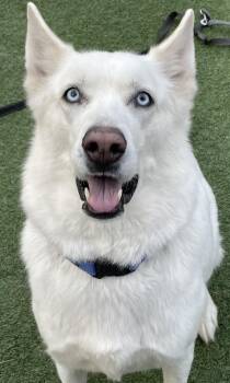Husky and German Shepherd Dog Dogs Available for Adoption in Littleton, Colorado - Sam | PetCurious