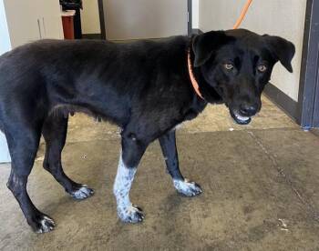 KEKE -  Labrador Retriever and Australian Cattle Dog Blue Heeler Dog for Adoption in Ontario, California - KEKE | PetCurious