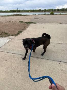 Pug and Mixed Breed Dogs Available for Adoption in Fort Collins, Colorado - Gomez | PetCurious