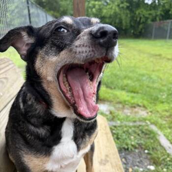 Bonus -  Mixed Breed Dog for Adoption in Blue Ridge, Georgia - Bonus | PetCurious