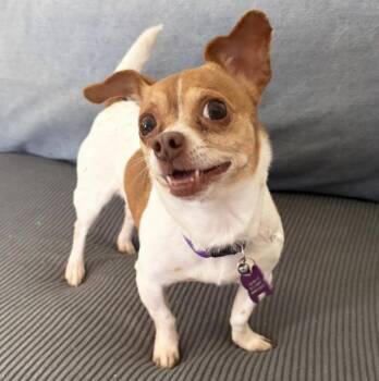 Chihuahua Dogs Available for Adoption - Bernadette | PetCurious