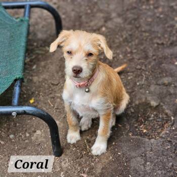 Coral -  Jack Russell Terrier and Chihuahua Dog for Adoption in Lafayette, California - Coral | PetCurious