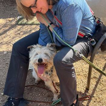 Scrappy -  Cairn Terrier and Mixed Breed Dog for Adoption in Austin, Texas - Scrappy | PetCurious