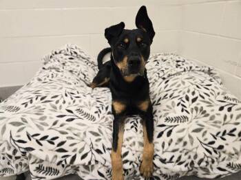 BRICK -  Doberman Pinscher Dog for Adoption in Auburn, California - BRICK | PetCurious