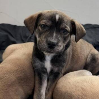 Mixed Breed Dogs Available for Adoption - Reggie | PetCurious