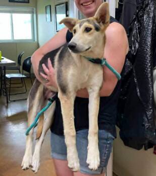 Coral -  Shepherd and Husky Dog for Adoption in Austin, Minnesota - Coral | PetCurious