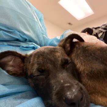 Skadi -  Mixed Breed Dog for Adoption in Charleston, West Virginia - Skadi | PetCurious