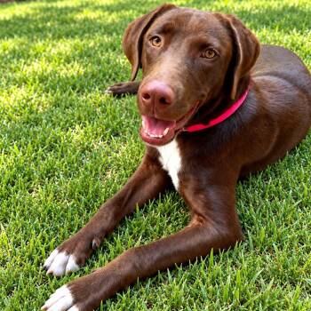 Poppy -  German Shorthaired Pointer and Chocolate Labrador Retriever Dog for Adoption in Baytown, Texas - Poppy | PetCurious