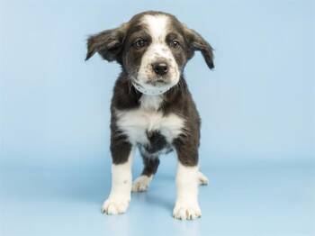 Australian Cattle Dog Blue Heeler Dogs Available for Adoption - PERSEUS | PetCurious