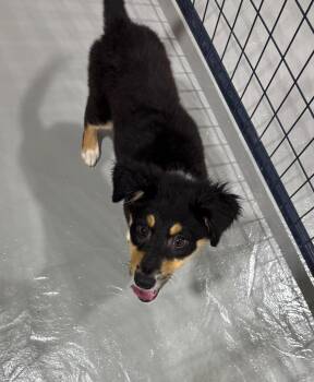 Cleo -  Australian Shepherd Dog for Adoption in Ruston, Louisiana - Cleo | PetCurious