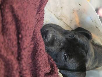 La Brea -  Pit Bull Terrier and Cane Corso Dog for Adoption in Merrillville, Indiana - La Brea | PetCurious