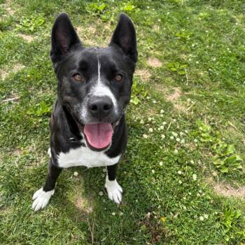 Cookie -  Pit Bull Terrier Dog for Adoption in Marshalltown, Iowa - Cookie | PetCurious