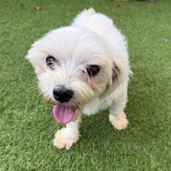 Elben 2894 -  Maltese Dog for Adoption in Loxahatchee Groves, Florida - Elben 2894 | PetCurious