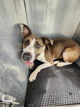 Rescue American Bulldog Dogs for Adoption in San Antonio, Texas - BAILEY | PetCurious