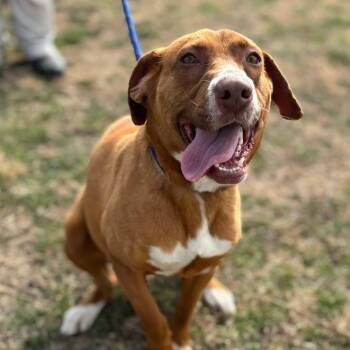 Retriever and Mixed Breed Dogs Available for Adoption in Metamora, Michigan - Lucille | PetCurious