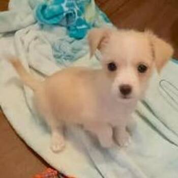 Elaine -  Shih Tzu and Chihuahua Dog for Adoption in Austin, Texas - Elaine | PetCurious