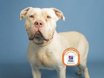 Pit Bull Terrier Dogs Available for Adoption - BRUTUS | PetCurious