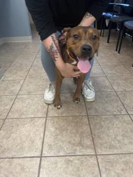 Terrier and Mixed Breed Dogs Available for Adoption in Gainesville, Florida - Amber | PetCurious