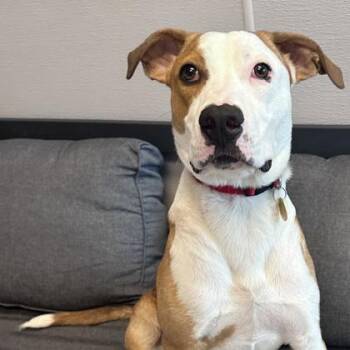 Convoy -  Mixed Breed Dog for Adoption in Lansing, Michigan - Convoy | PetCurious
