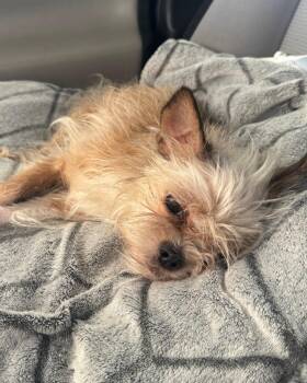 Meekah -  Brussels Griffon and Chihuahua Dog for Adoption in College Station, Texas - Meekah | PetCurious