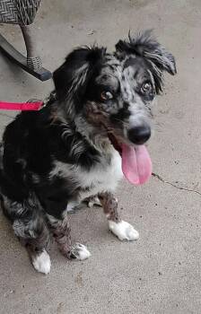 Ellie -  Border Collie Dog for Adoption in Indianapolis, Indiana - Ellie | PetCurious