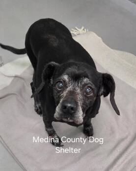 Molly -  Manchester Terrier Dog for Adoption in Medina, Ohio - Molly | PetCurious