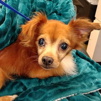 Rescue Chihuahua and Mixed Breed Dogs for Adoption in West Chester, Pennsylvania - Samson | PetCurious