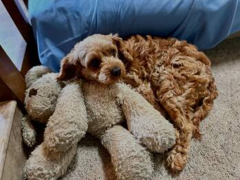 Cavapoo Taffy -  Miniature Poodle and Cavalier King Charles Spaniel Dog for Adoption in Fort Wayne, Indiana - Cavapoo Taffy | PetCurious